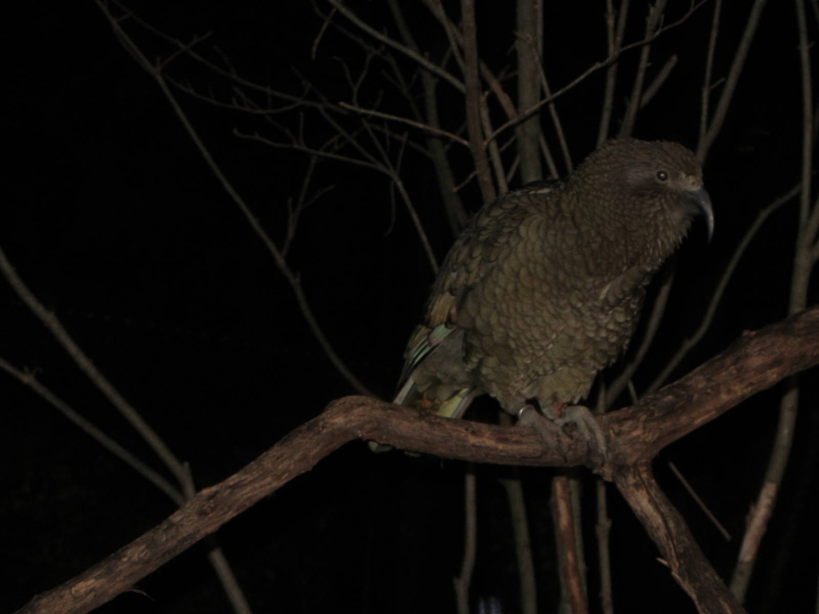 Kea by Night