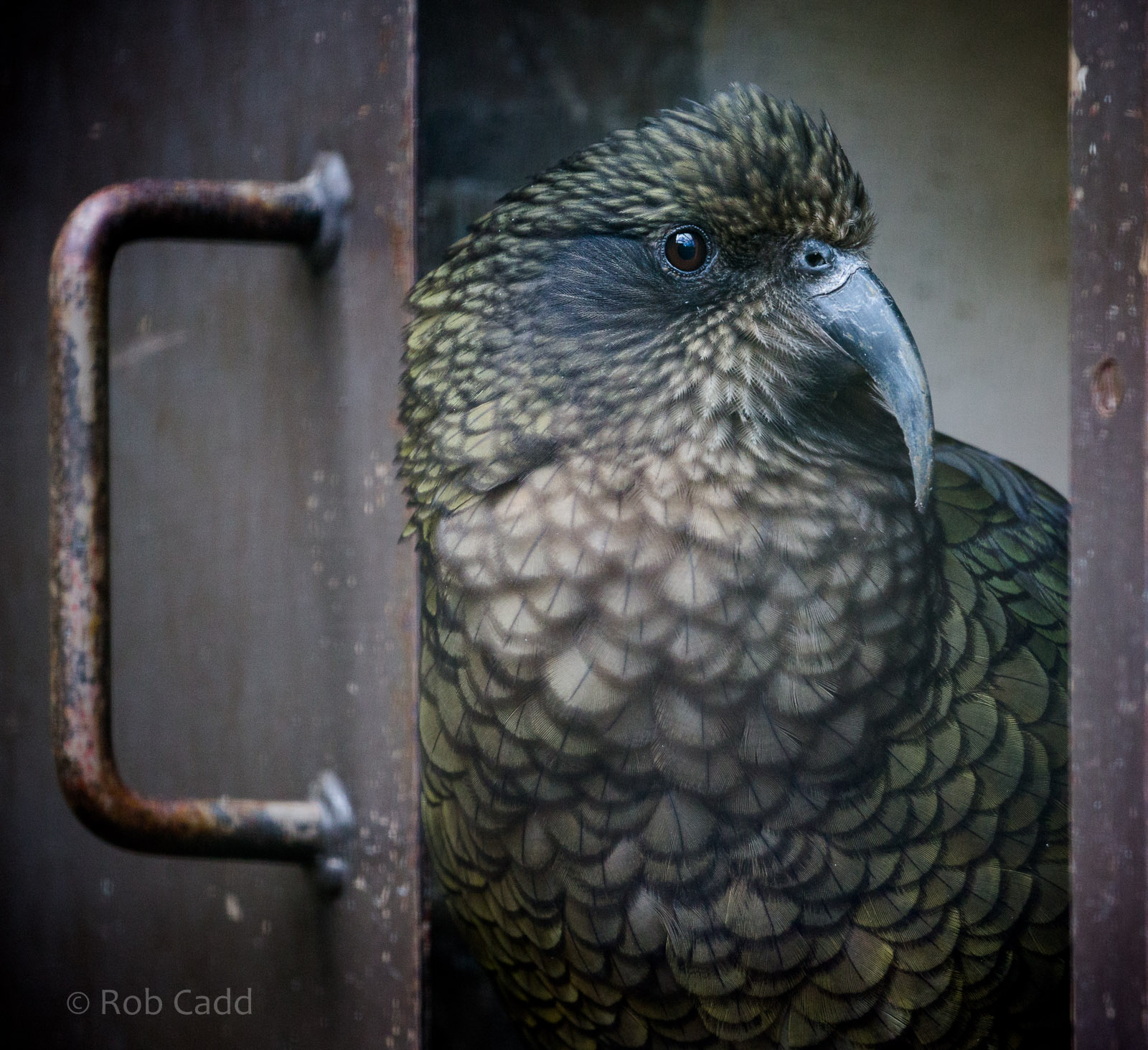 Kea : Cotswold WP : 26 Mar 2015
