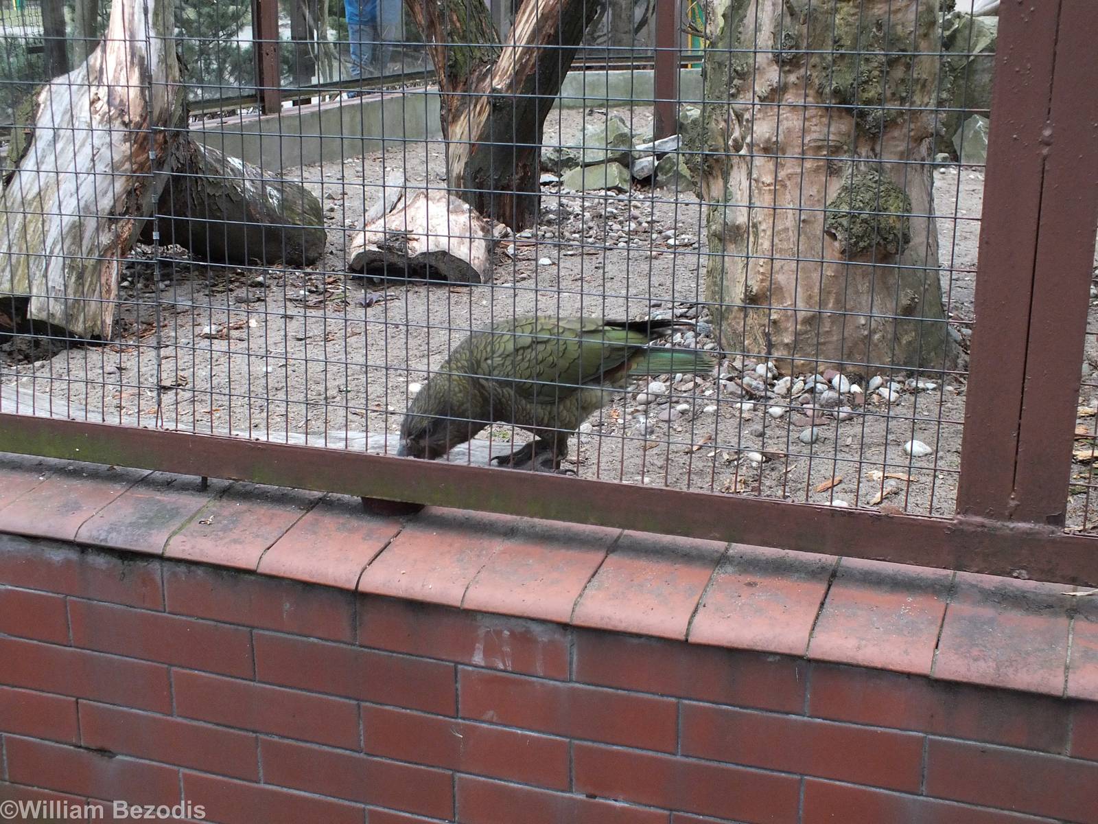 Kea Drops out its Toy