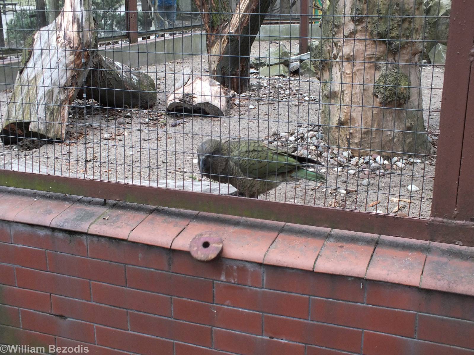 Kea Drops out its Toy