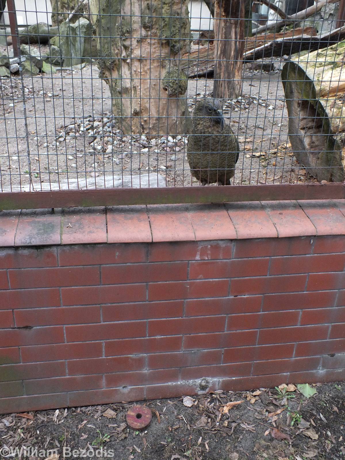 Kea Drops out its Toy