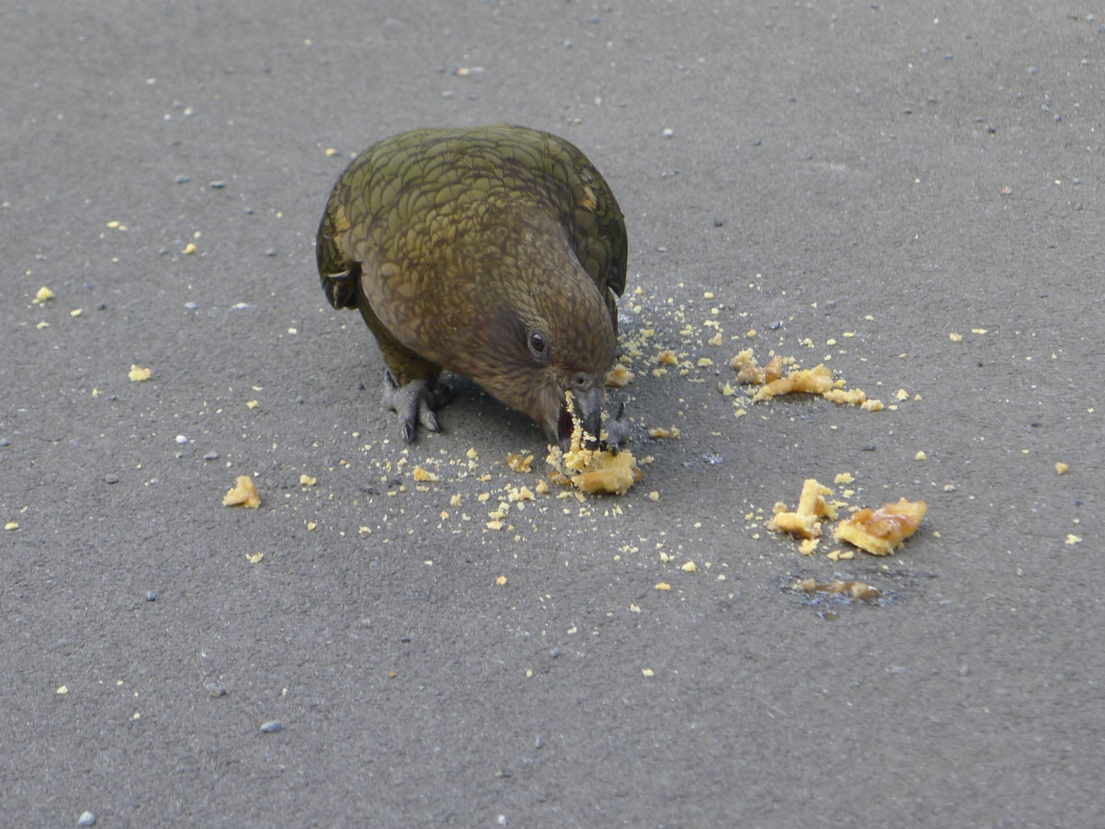 Kea - eating dropped cake or similar