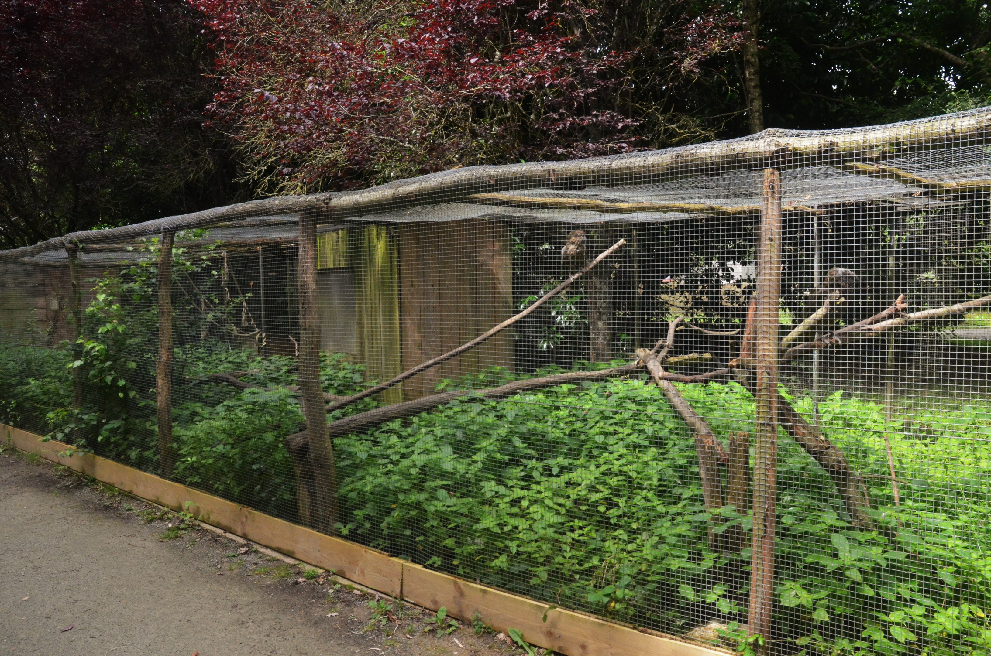 Kea Enclosure at Spaycific'Zoo, 13/06/18