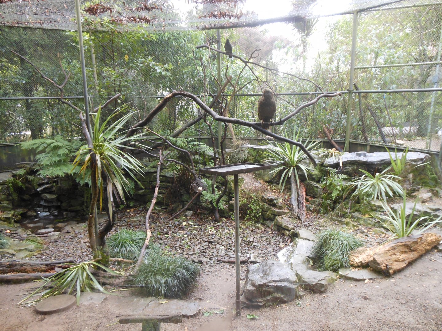 Kea enclosure