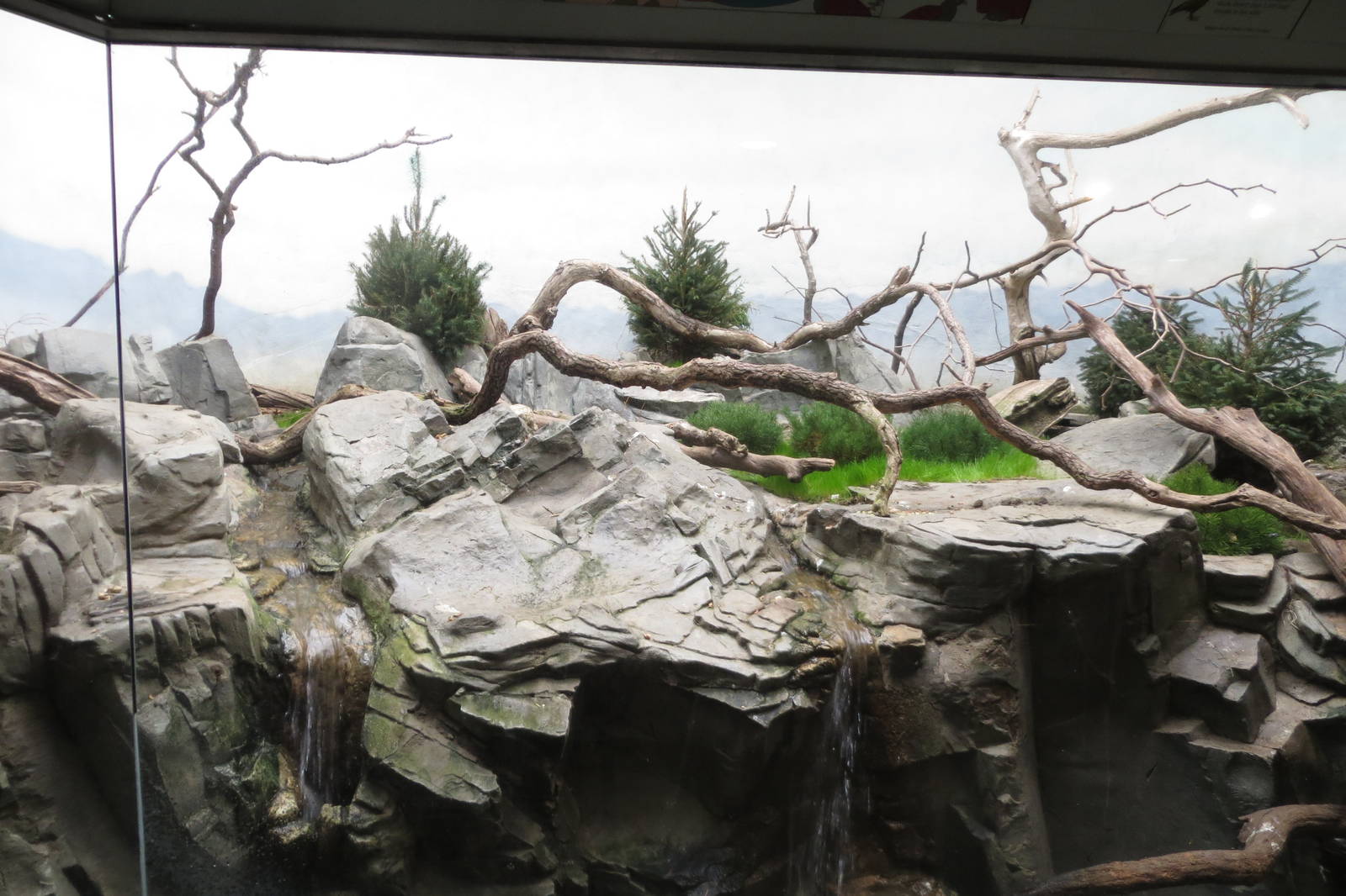 Kea exhibit - World of Birds 031215