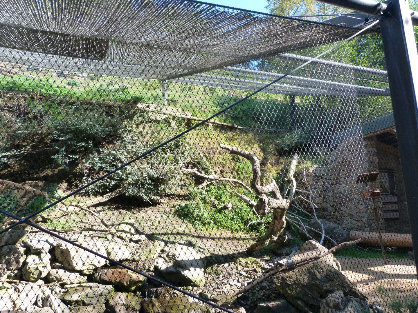 Kea exhibit -Zoo Praha (2025)