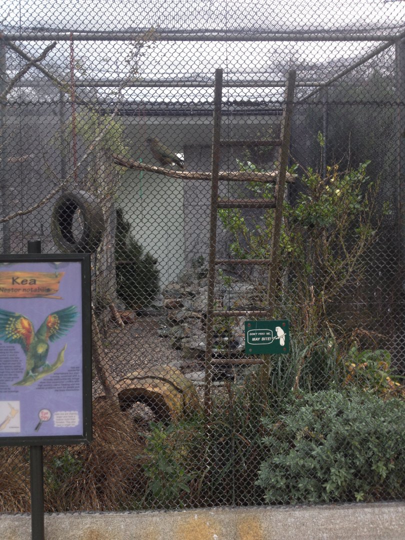 Kea exhibit