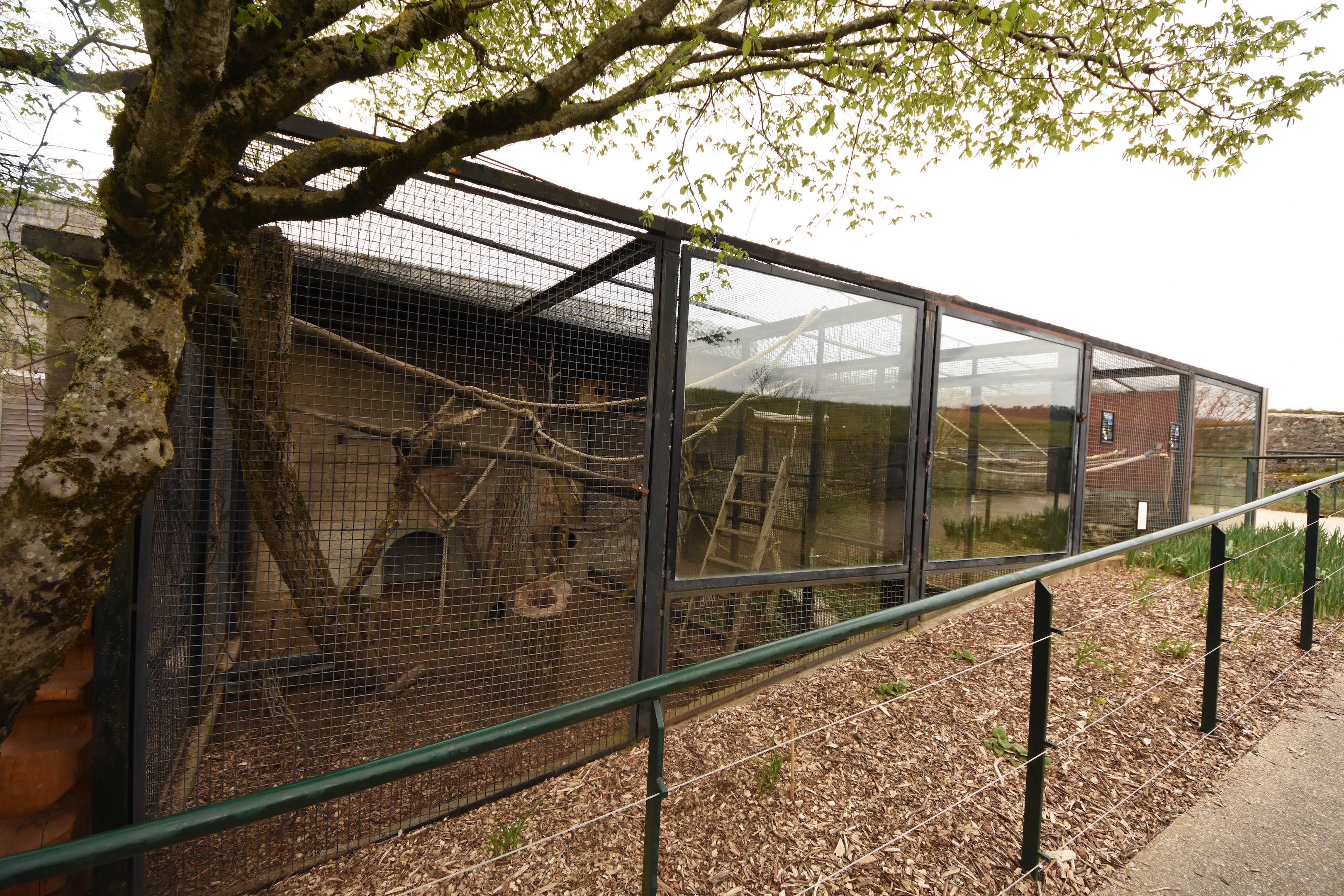Kea, Hornbill, Cockatoo and Palawan pheasant pigeon aviaries