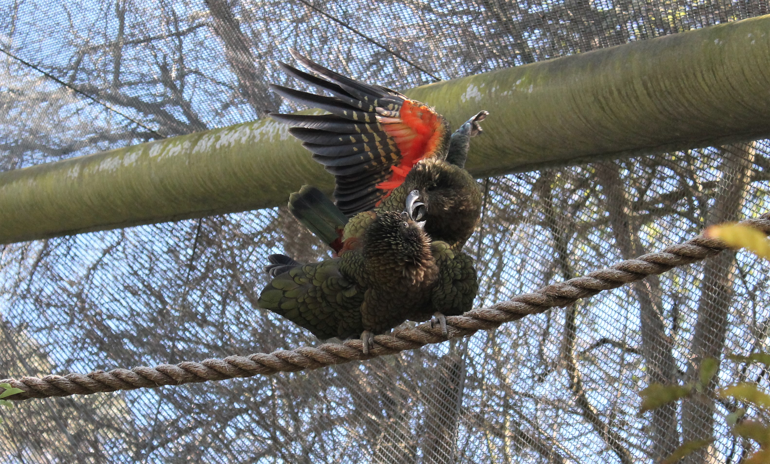 Kea mating