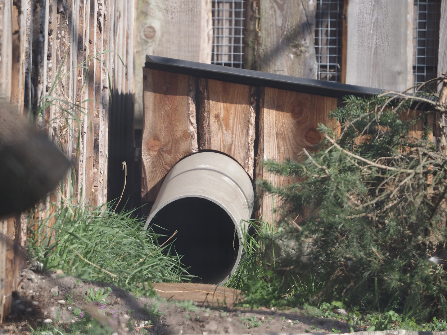 Kea nesting box, 2025-04-12