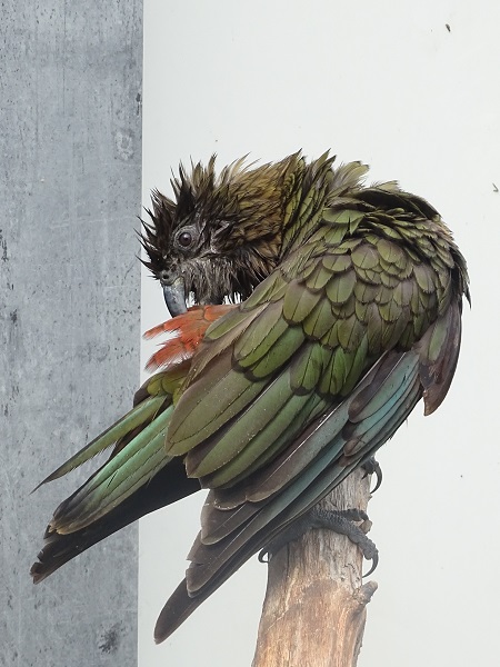Kea (Nestor notabilis) (07/22)