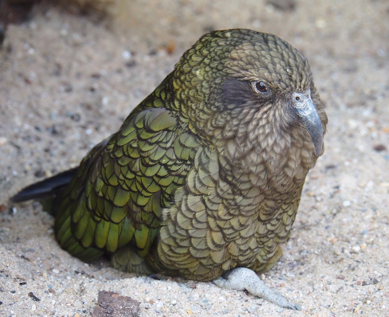 Kea (Nestor notabilis), 2019-04-20