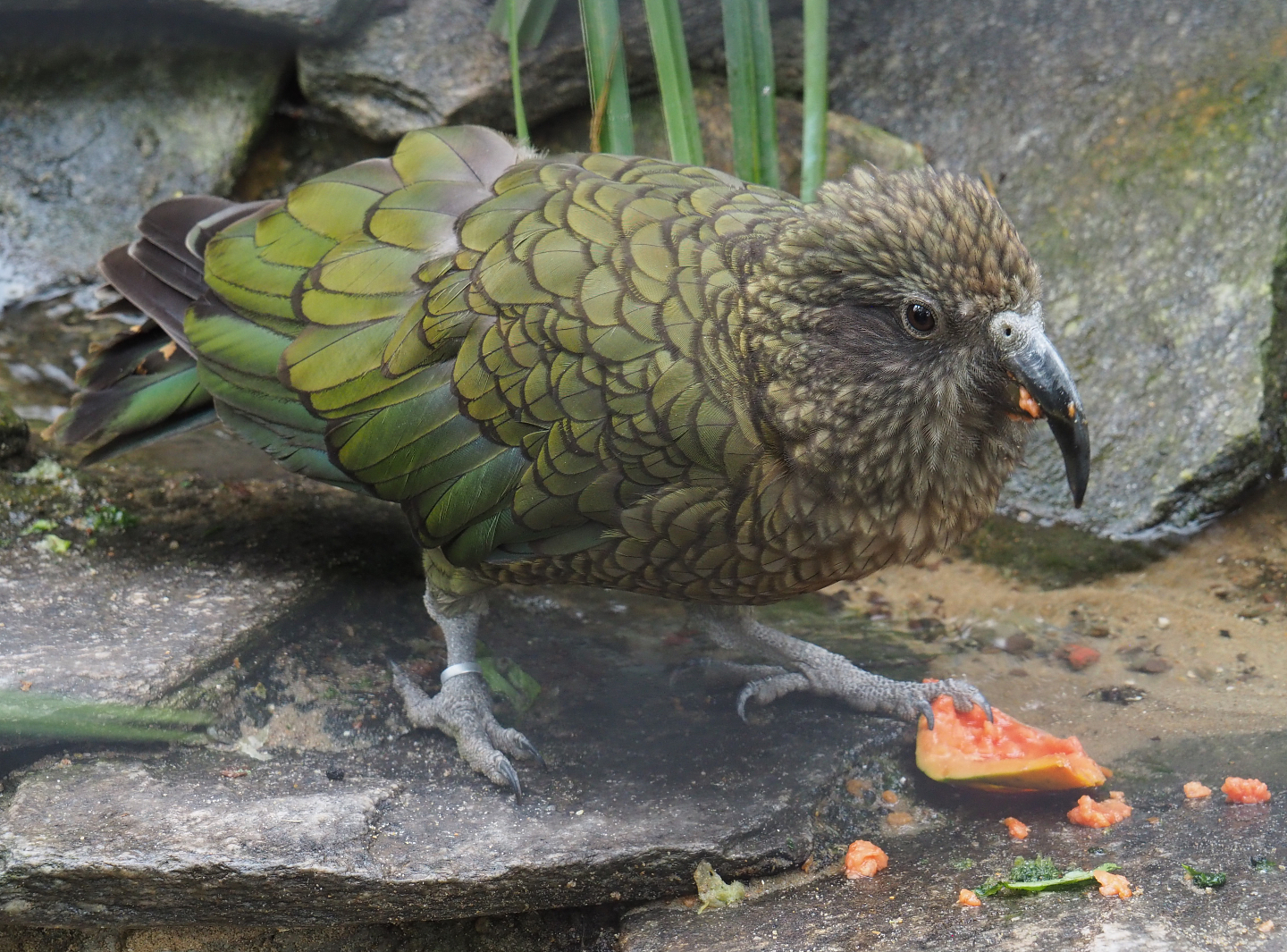 Kea (Nestor notabilis), 2020-09-03