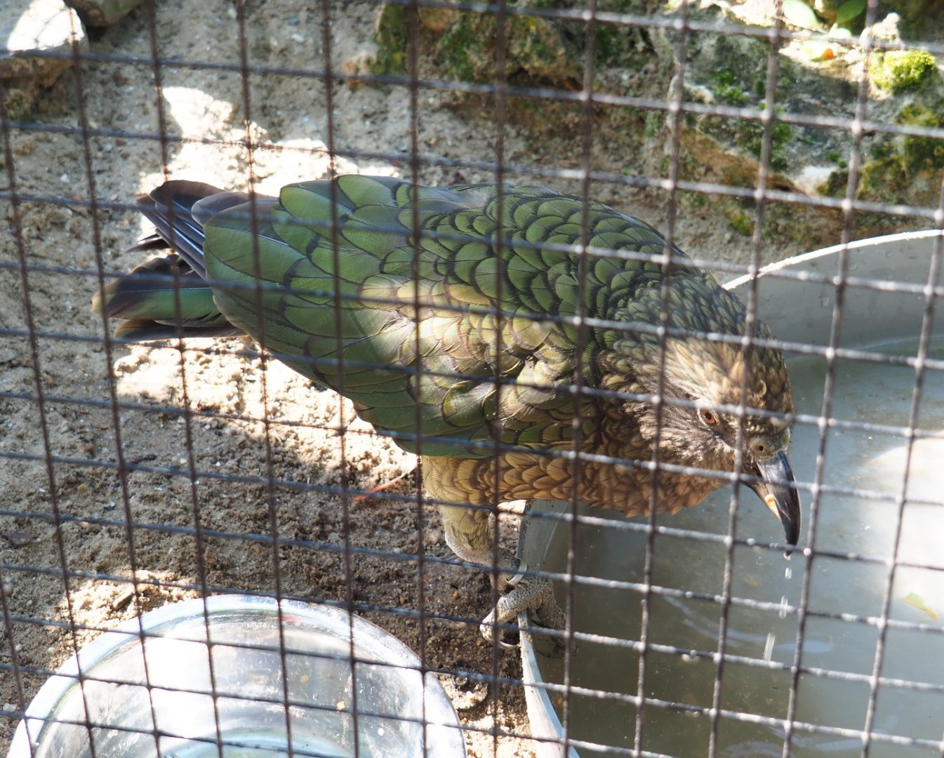Kea (Nestor notabilis), 2021-09-03