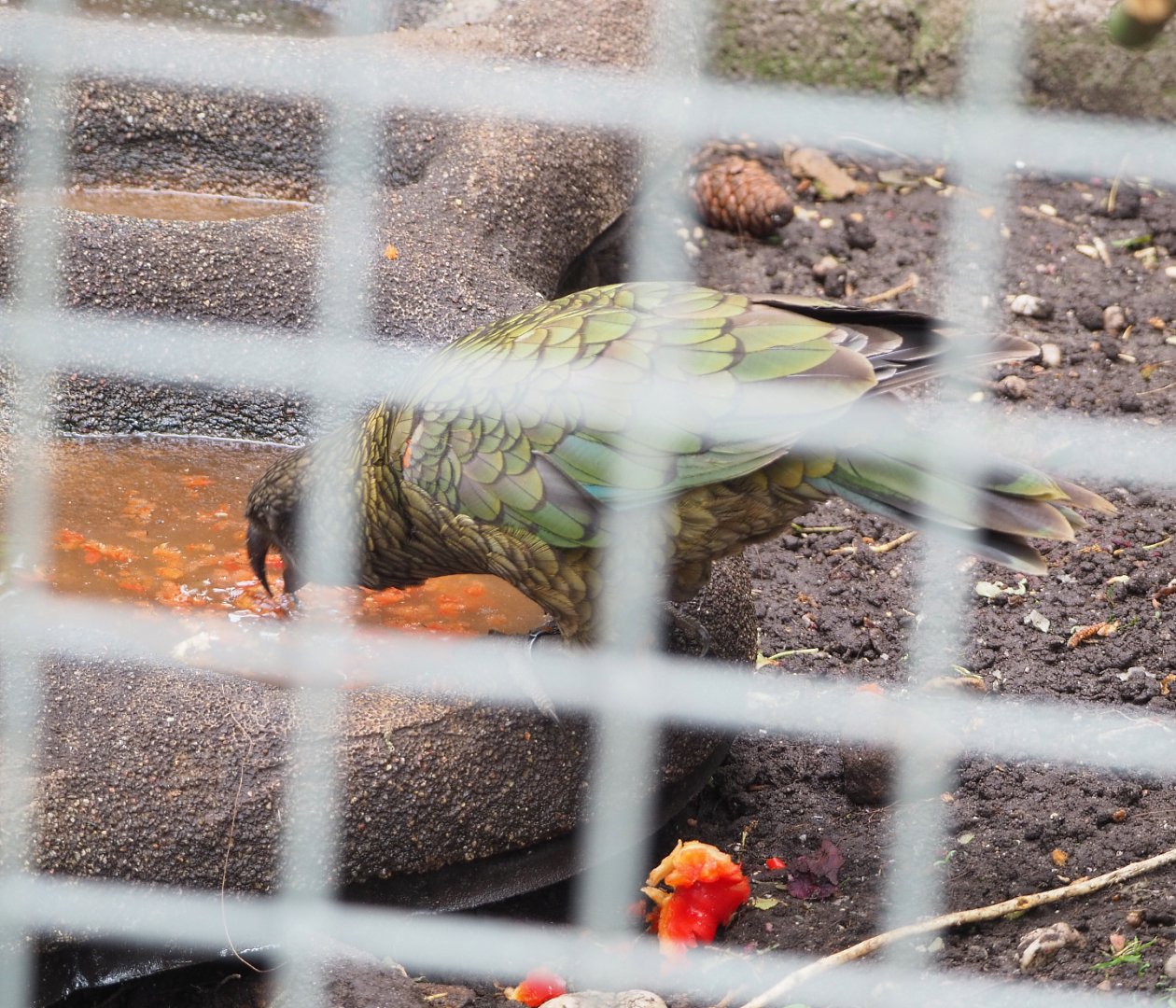 Kea (Nestor notabilis), 2022-05-17