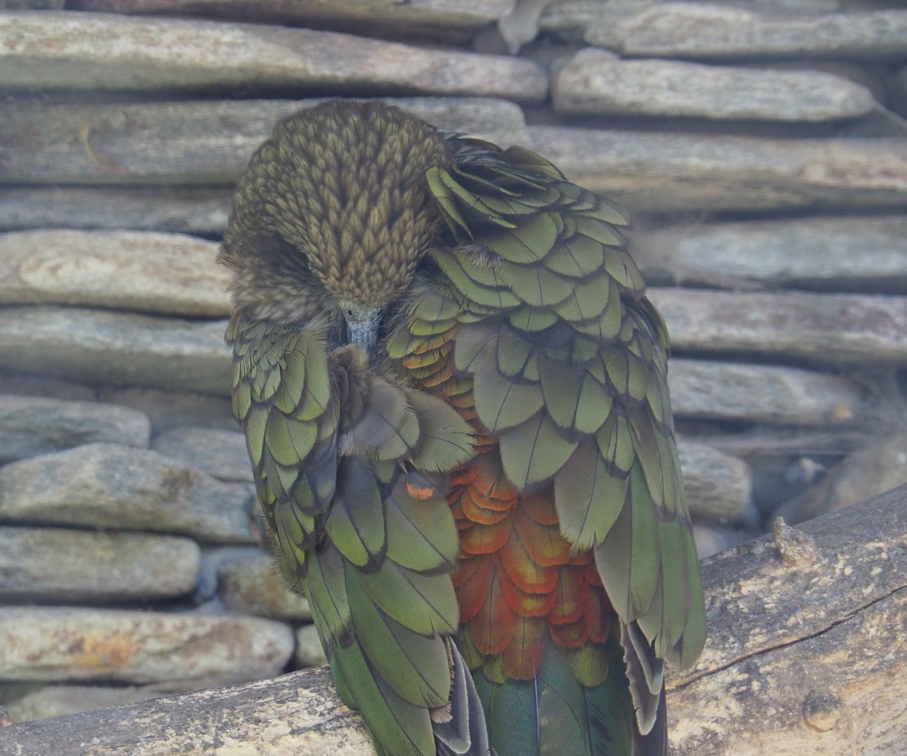 Kea (Nestor notabilis), 2022-06-28