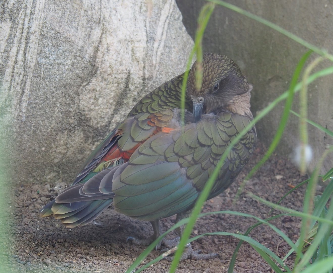 Kea (Nestor notabilis), 2022-06-28
