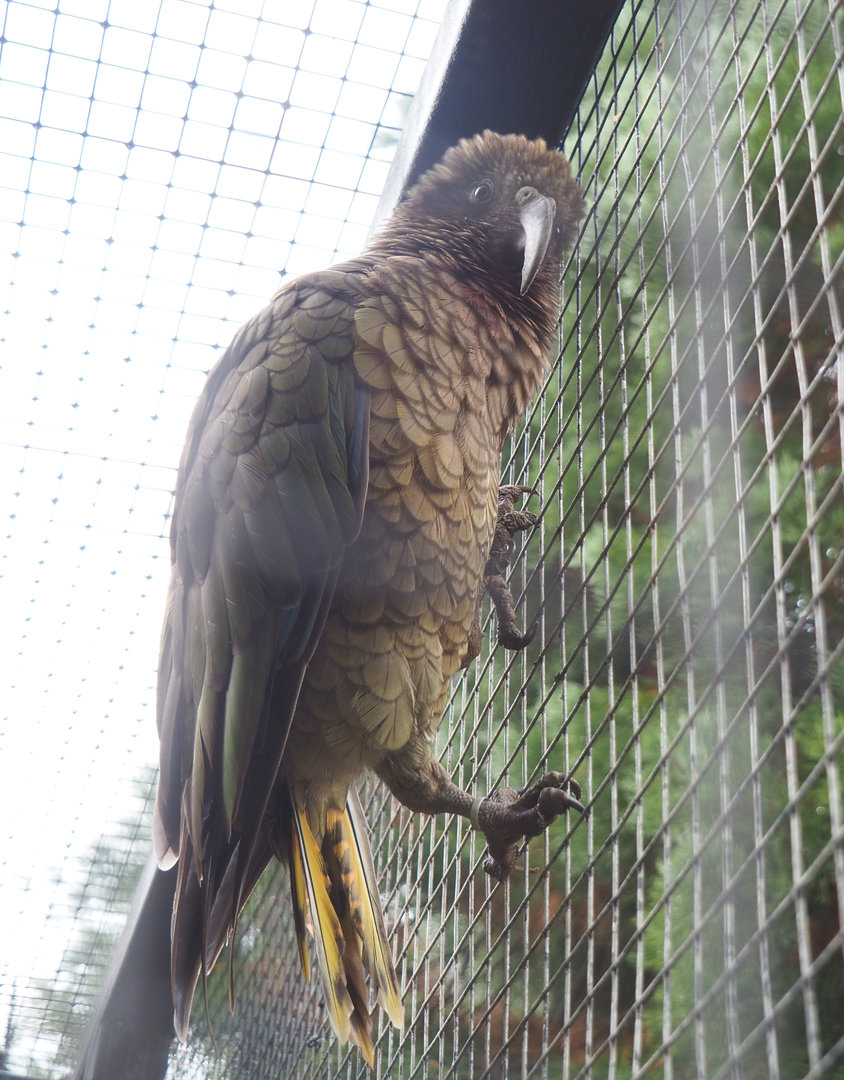 Kea (Nestor notabilis), 2022-09-15