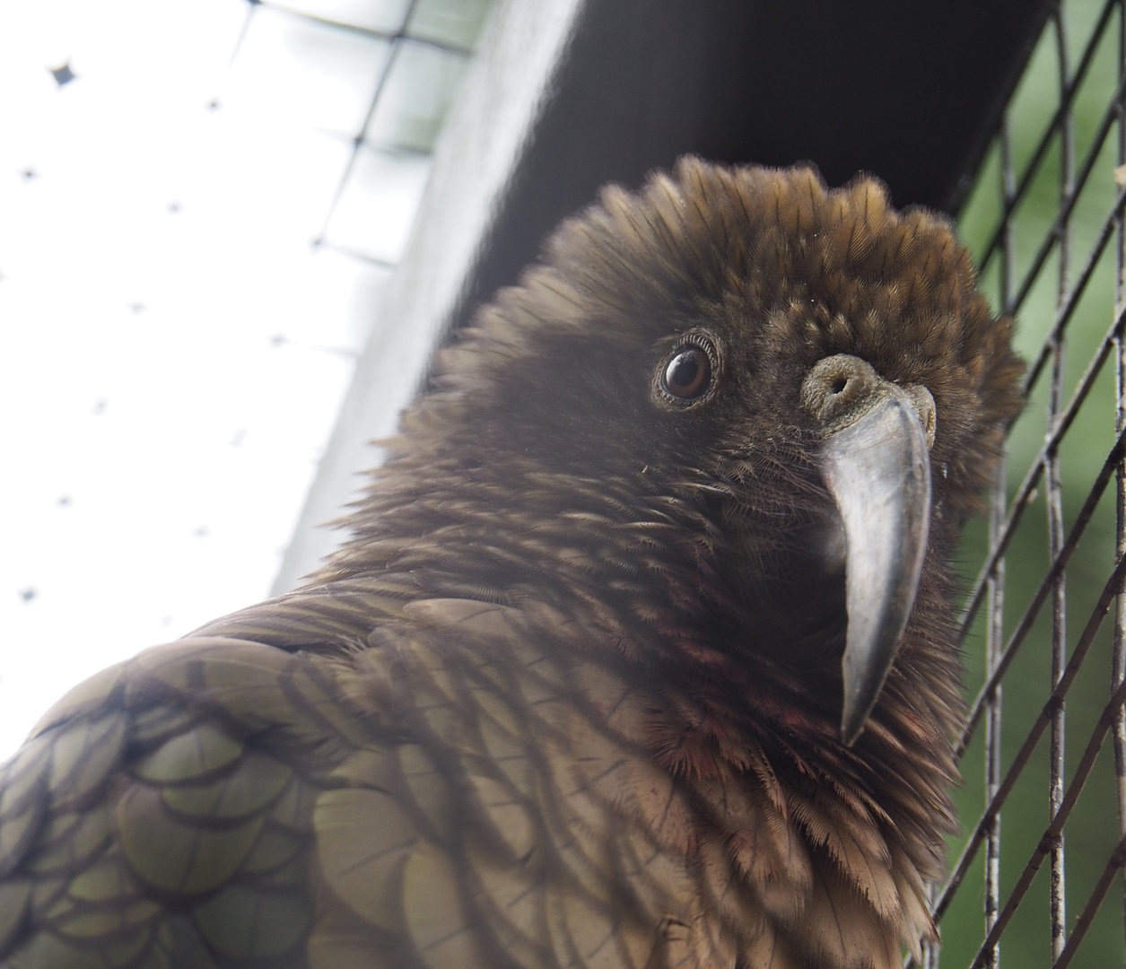 Kea (Nestor notabilis), 2022-09-15