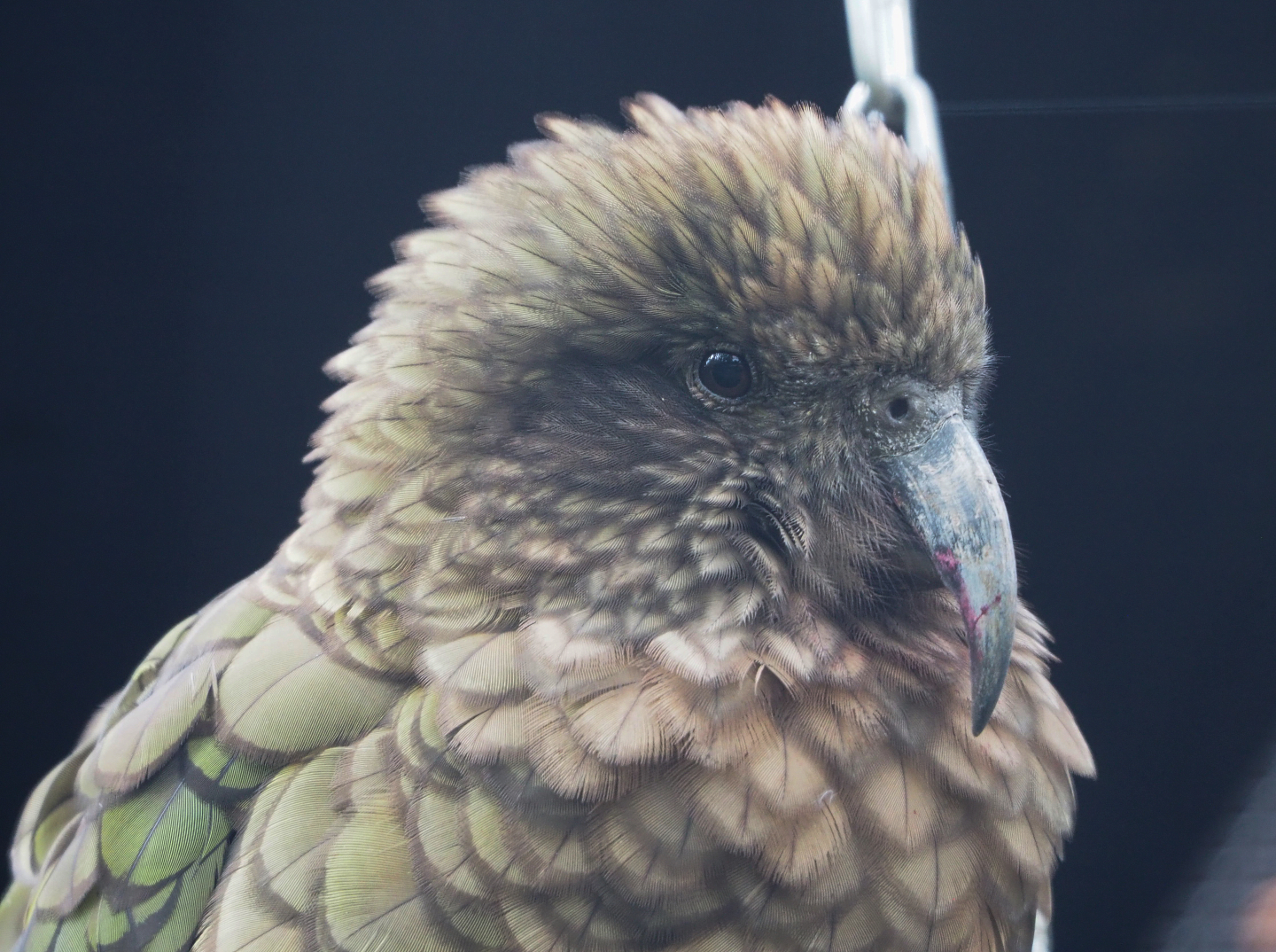 Kea (Nestor notabilis), 2022-09-15