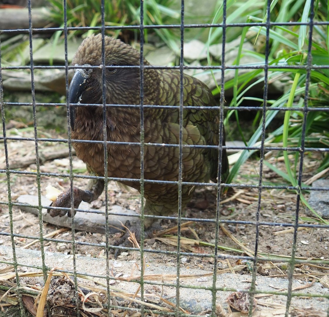Kea (Nestor notabilis), 2023-05-15
