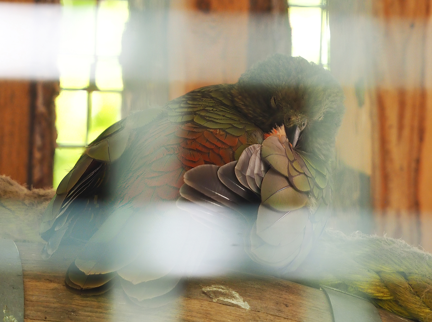 Kea (Nestor notabilis), 2023-05-31