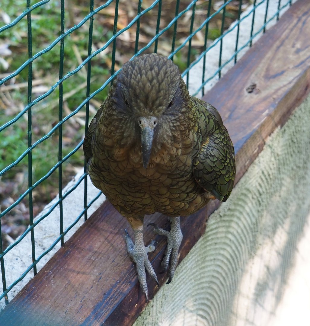 Kea (Nestor notabilis), 2023-06-24