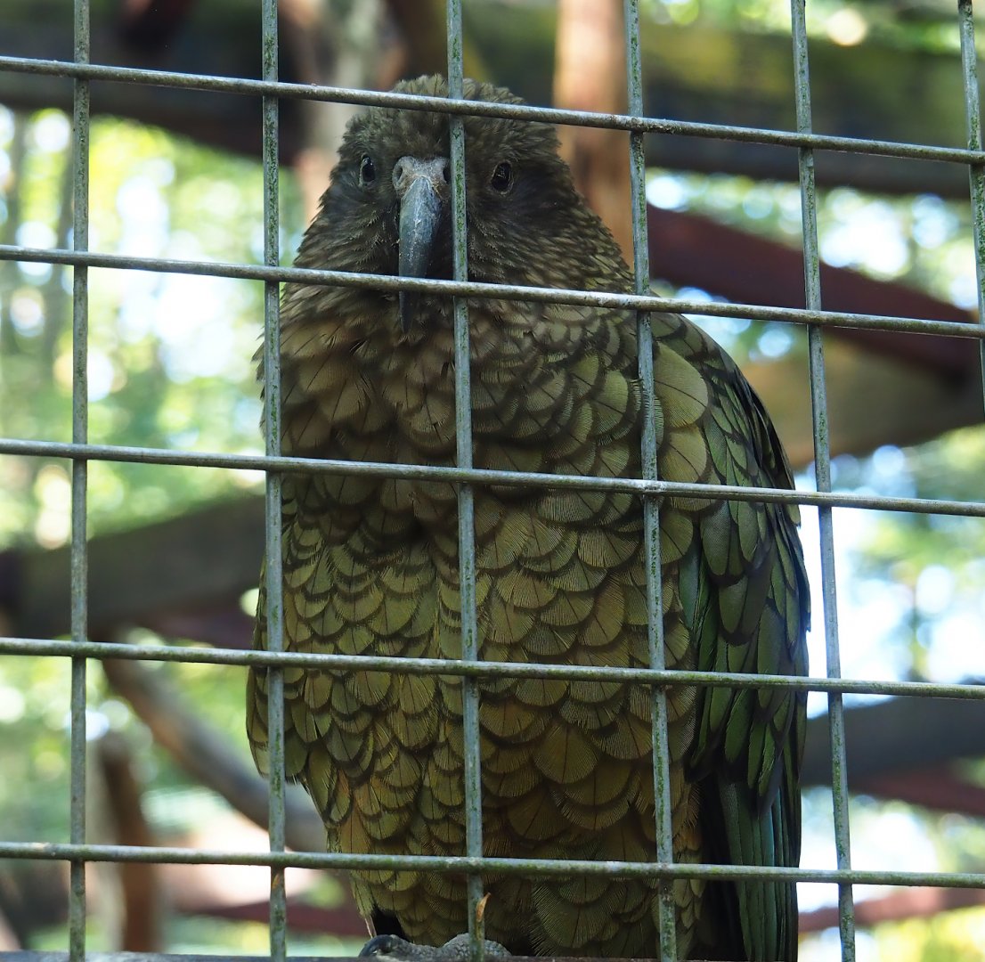 Kea (Nestor notabilis), 2023-06-24
