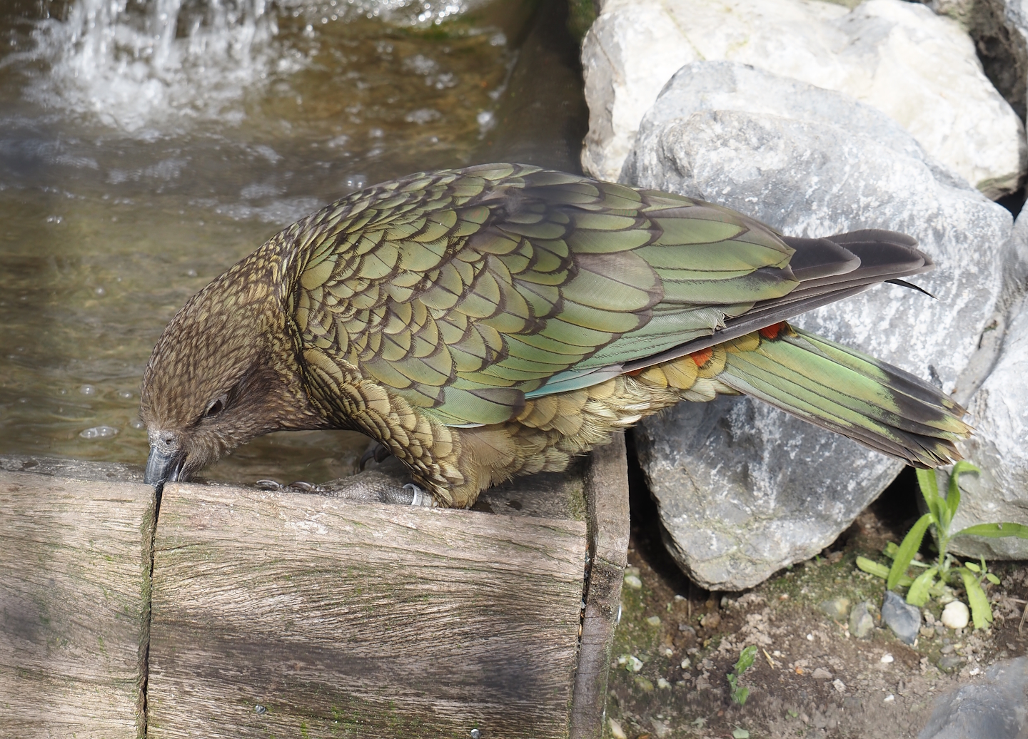 Kea (Nestor notabilis), 2024-04-14