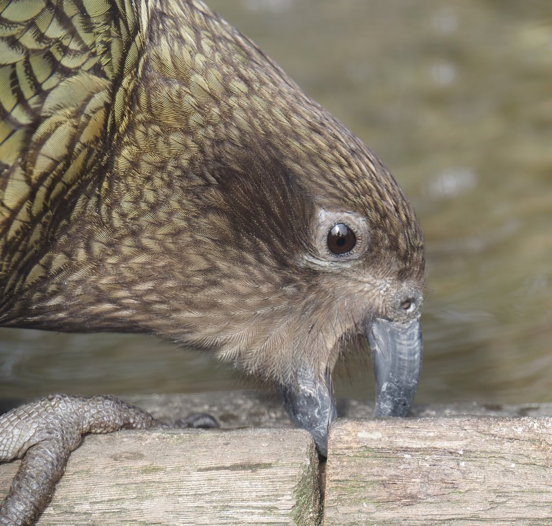 Kea (Nestor notabilis), 2024-04-14