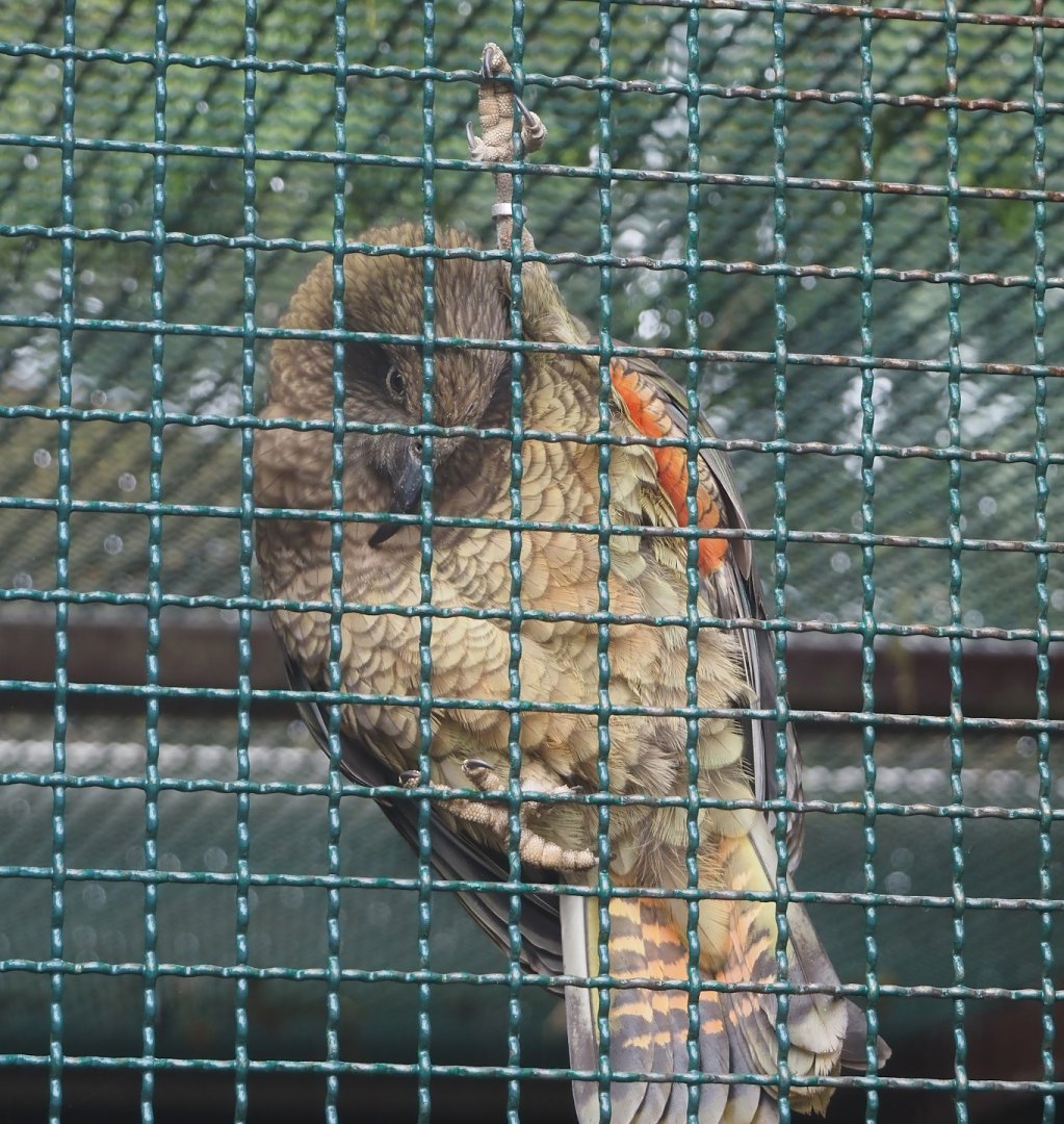 Kea (Nestor notabilis), 2024-05-22