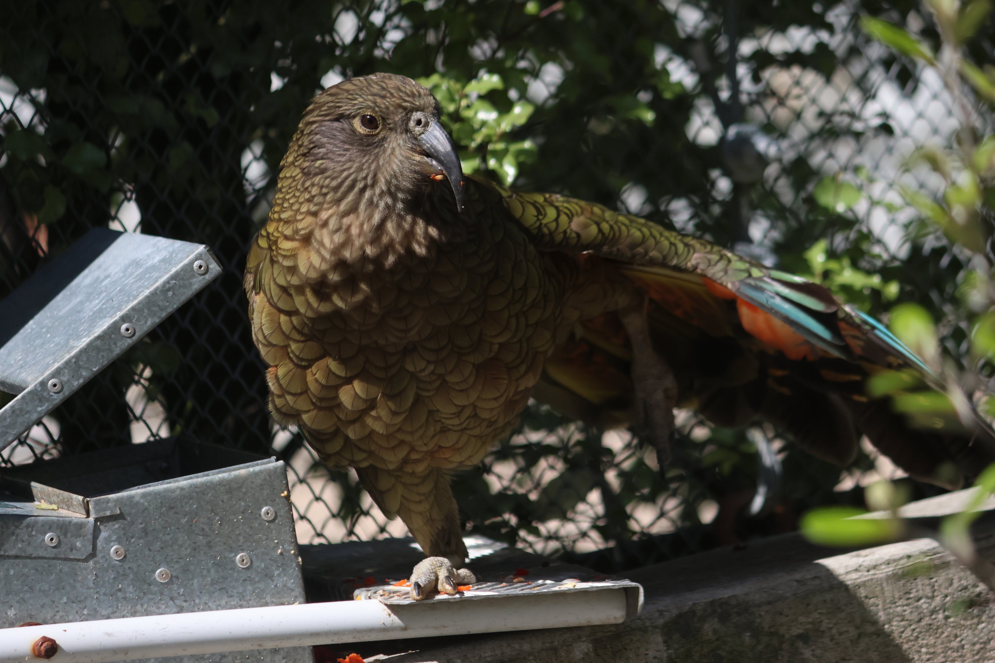 Kea (Nestor notabilis) at feeder