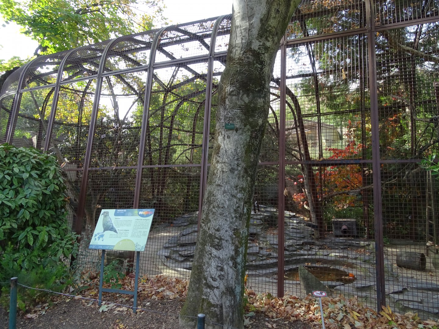 Kea (Nestor notabilis) aviary