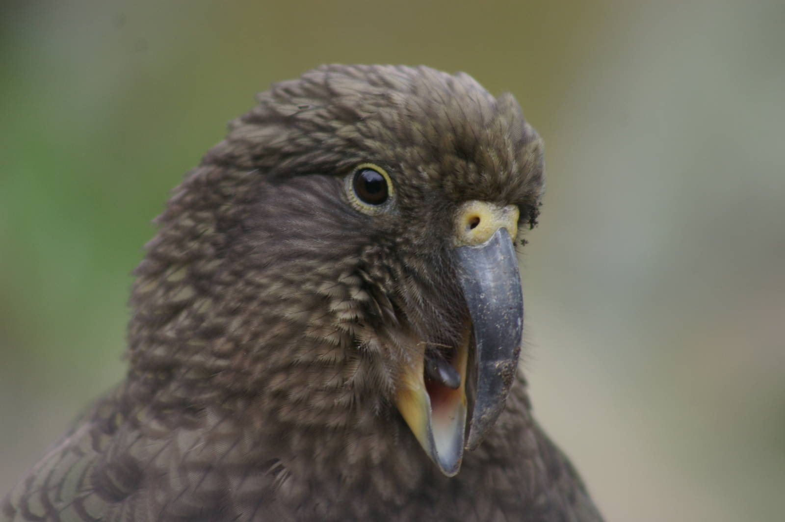 kea (Nestor notabilis), calling
