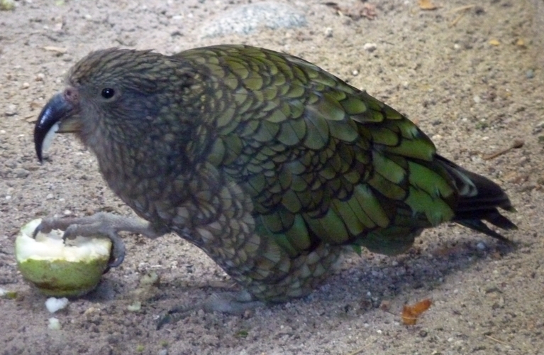 Kea (Nestor notabilis) eating apple