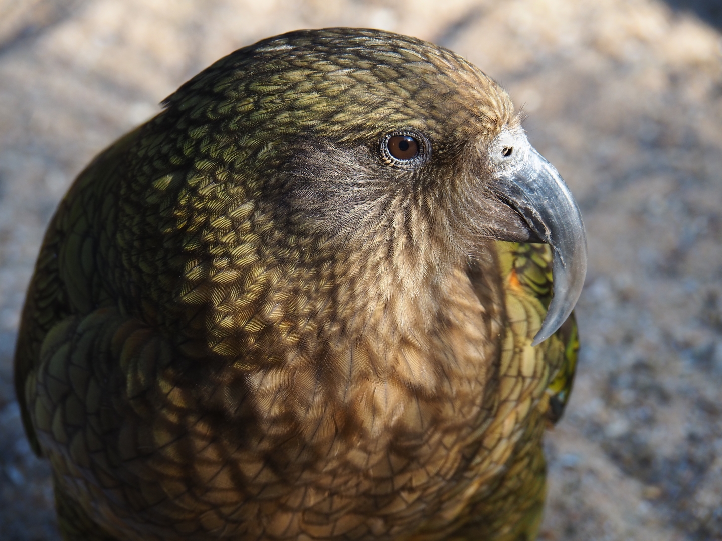 Kea (Nestor notabilis), Feb 27th, 2019