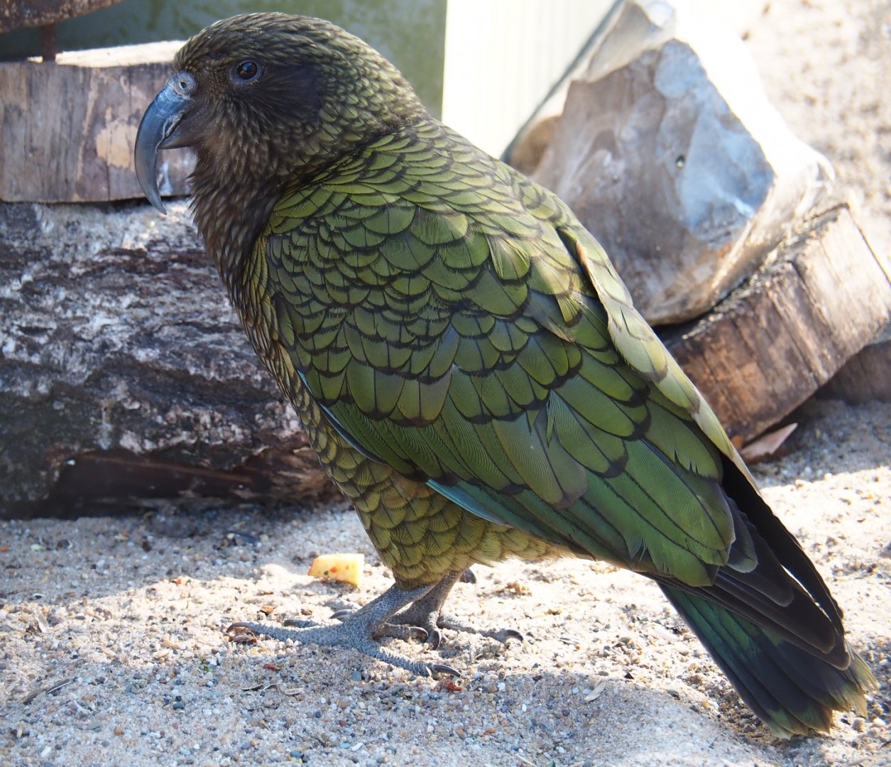 Kea (Nestor notabilis), Feb 27th, 2019