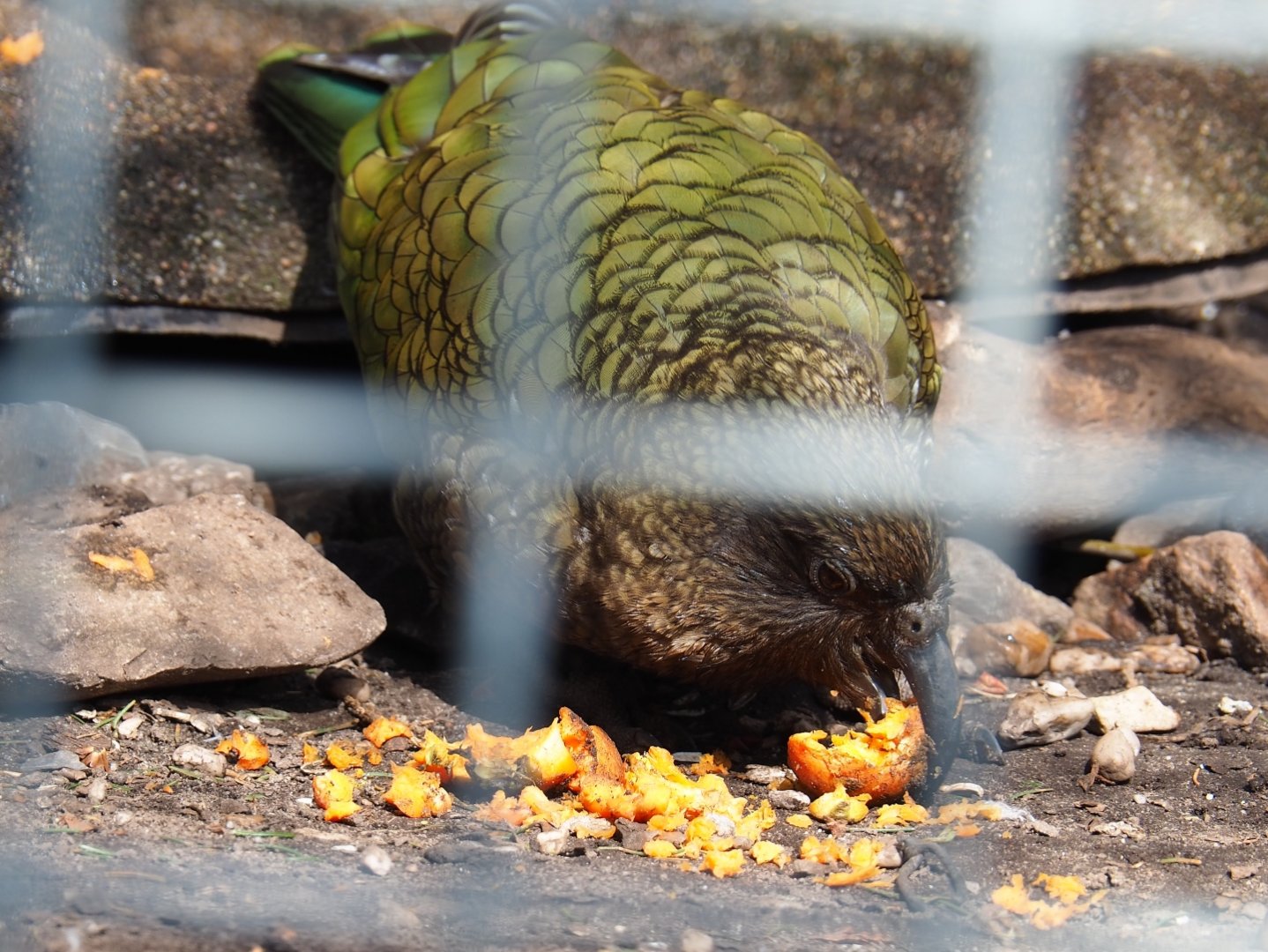 Kea (Nestor notabilis) feeding, 2019-04-06