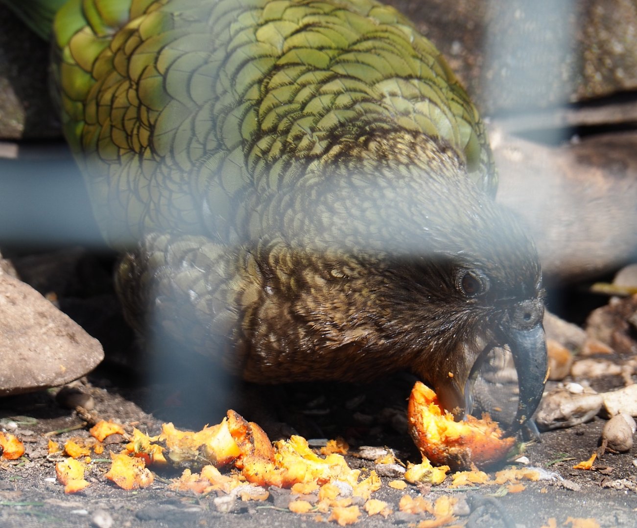 Kea (Nestor notabilis) feeding, 2019-04-06