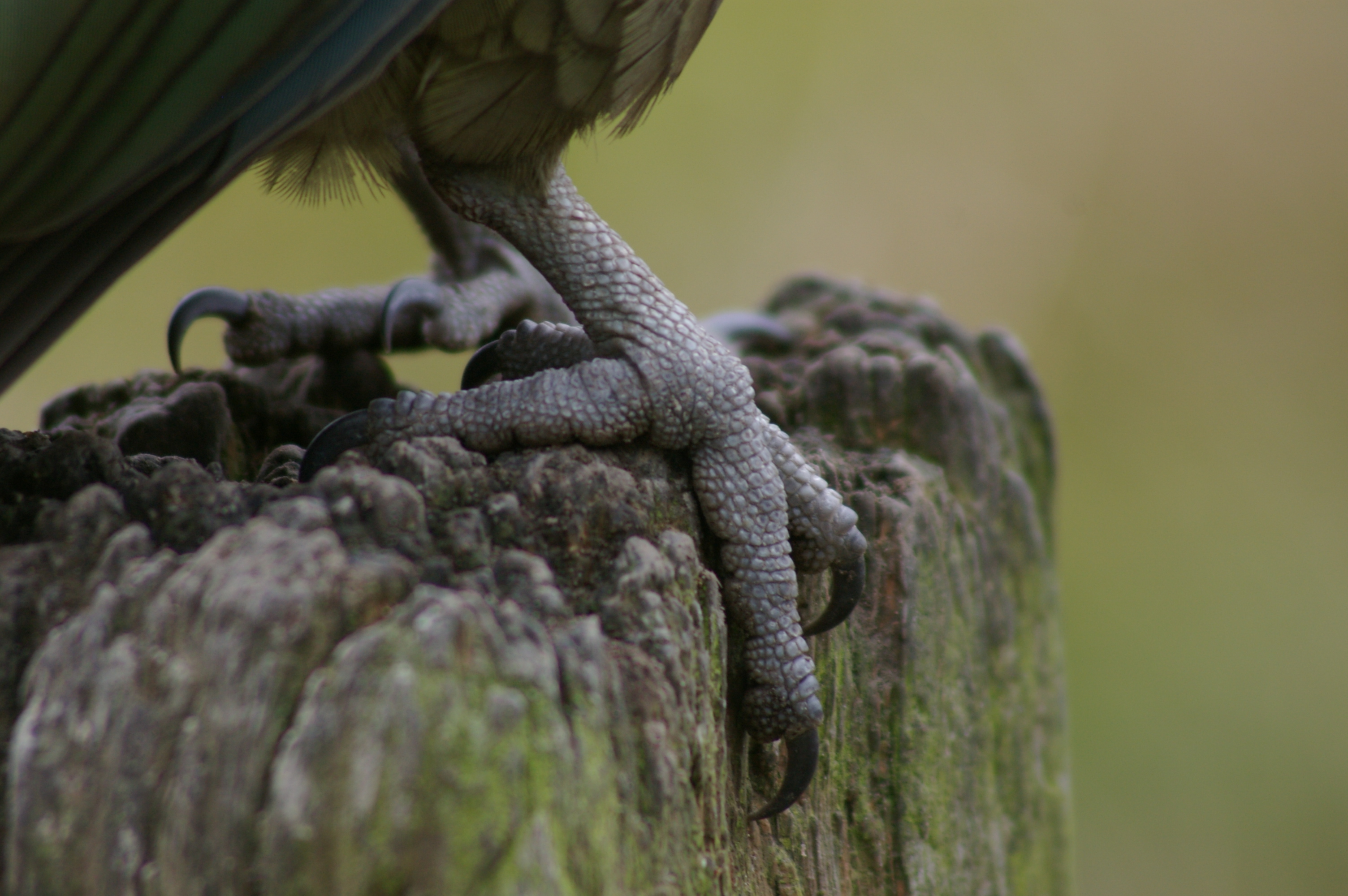Kea (Nestor notabilis) foot