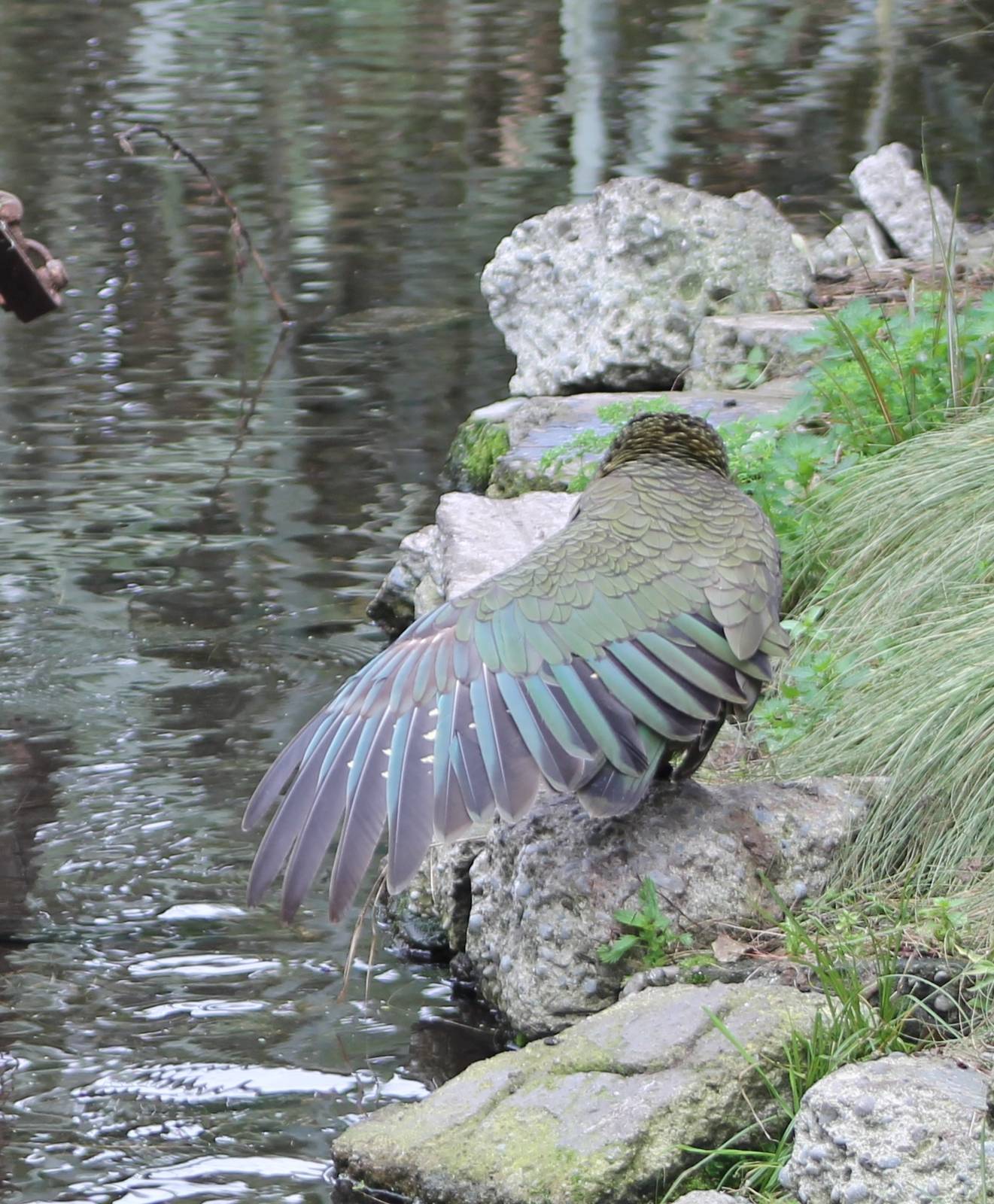 Kea (Nestor notabilis) stretching