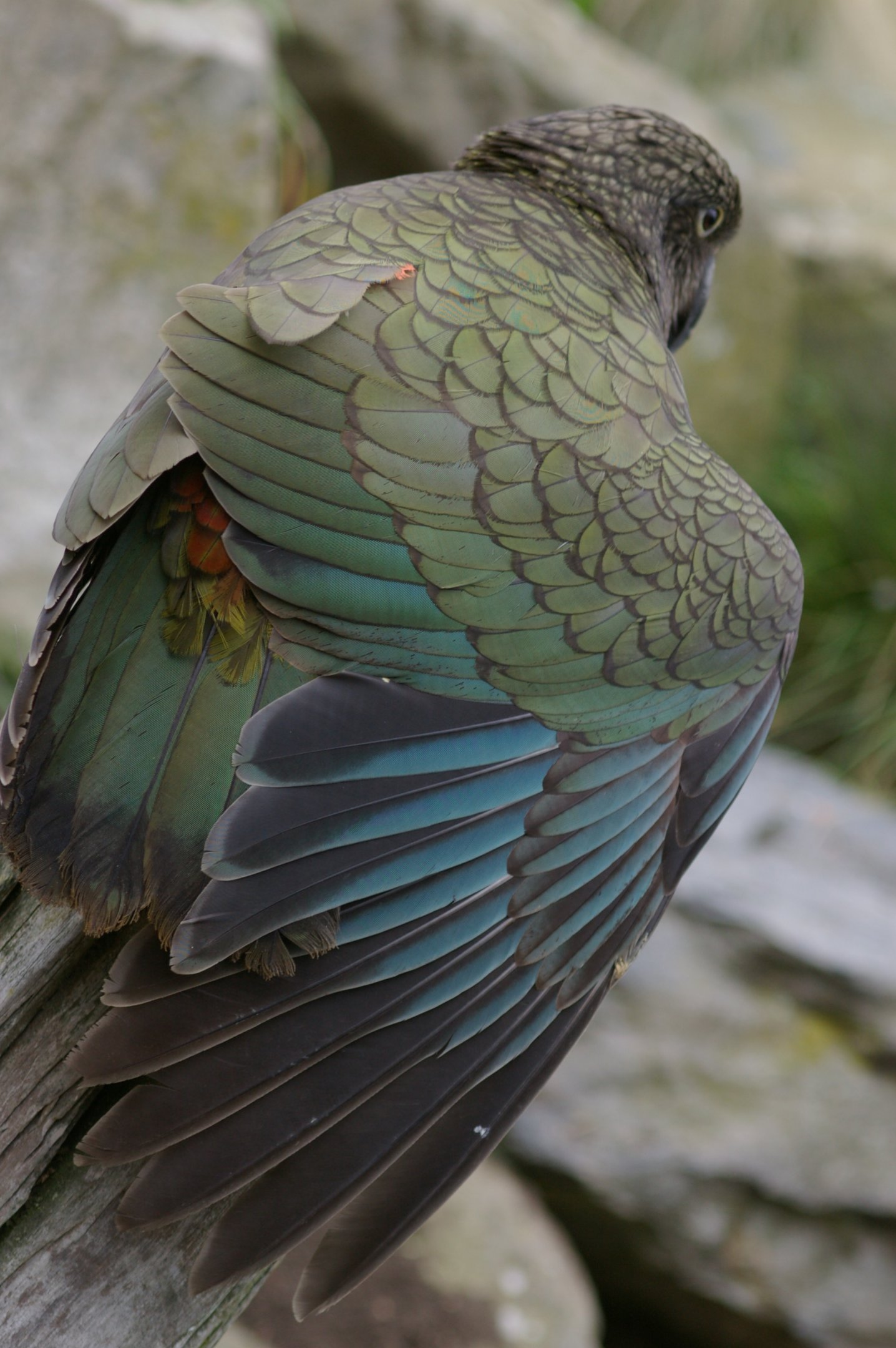 Kea (Nestor notabilis) stretching