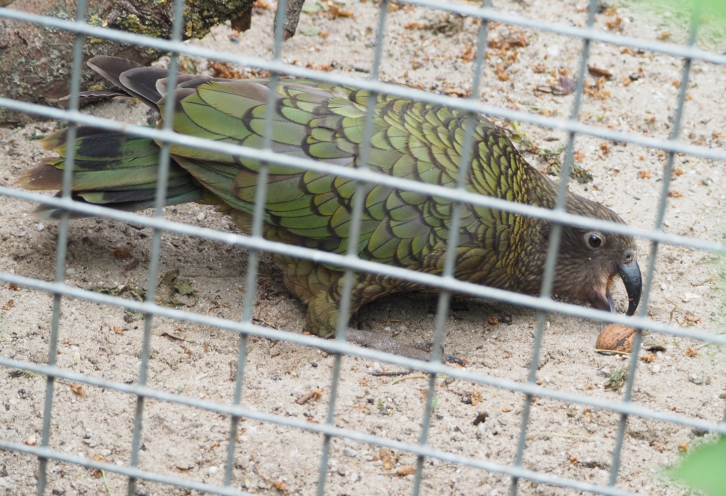 Kea (Nestor notabilis) with walnut, 2022-05-17