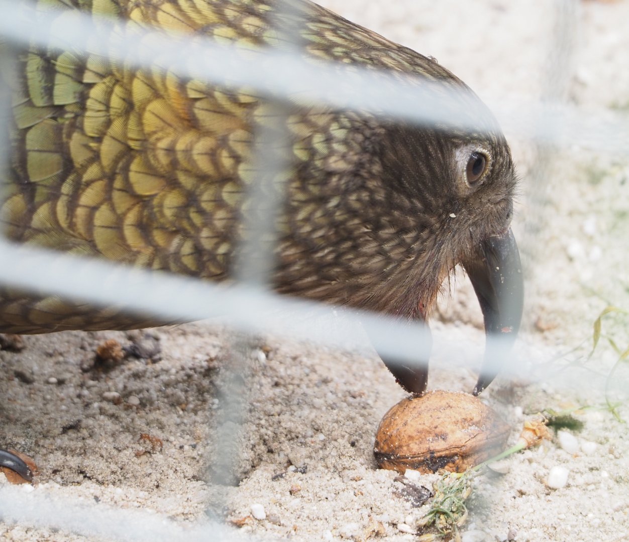 Kea (Nestor notabilis) with walnut, 2022-05-17