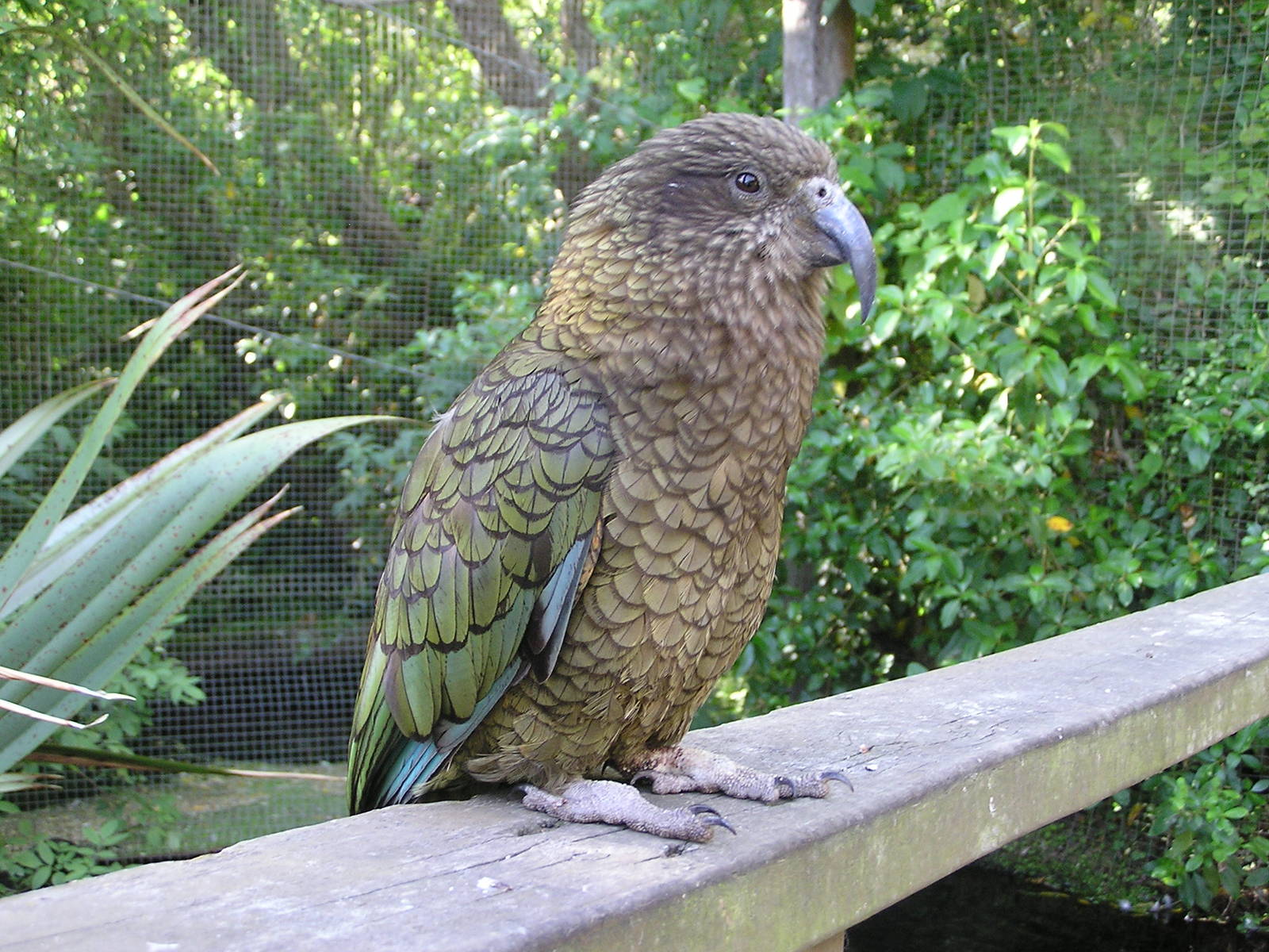 Kea/ Nestor notabilis