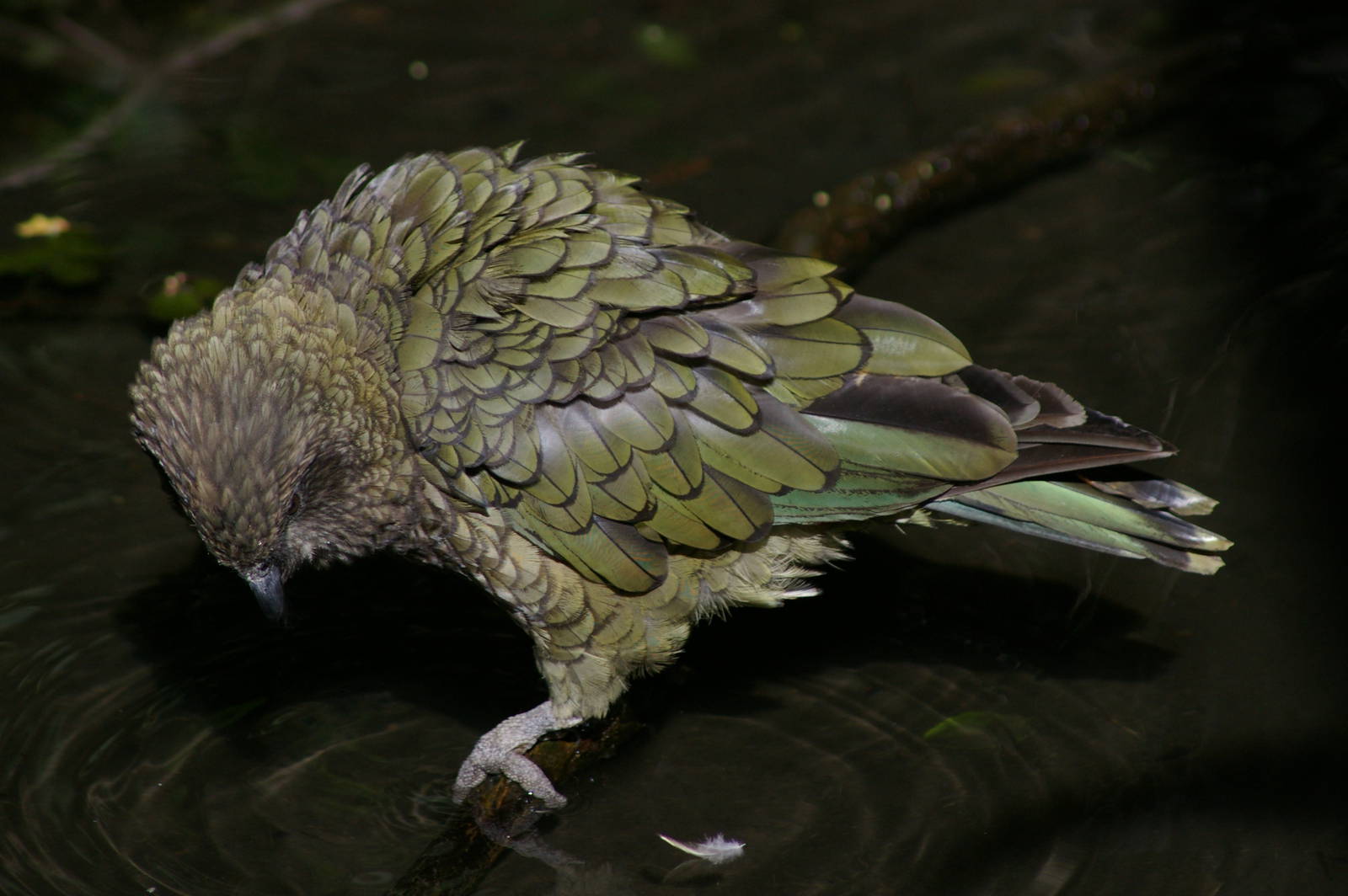 kea (Nestor notabilis)