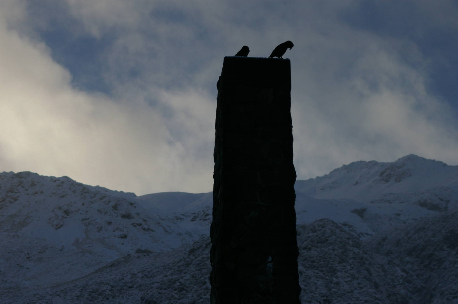 Kea (Nestor notabilis)