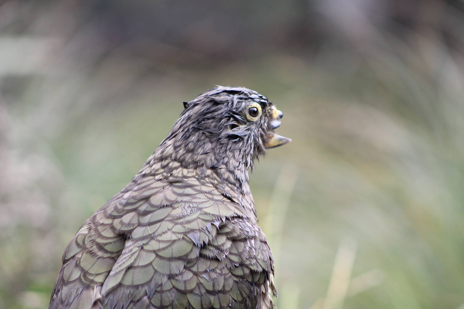 Kea (Nestor notabilis)