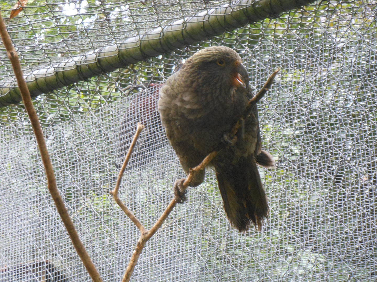 Kea (Nestor notabilis)