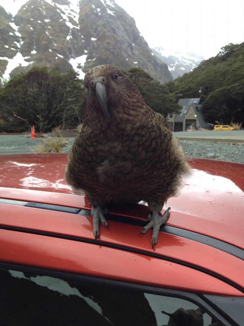 Kea (Nestor notabilis)